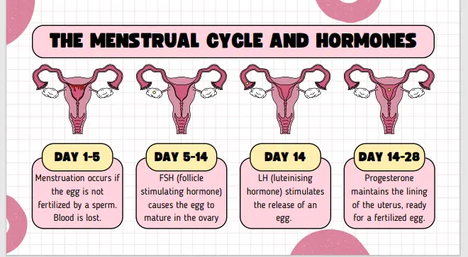 Visual representation of the menstrual cycle, illustrating the hormonal changes and phases such as menstruation, follicular phase, ovulation, and luteal phase.