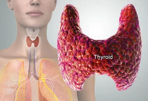 From Amenorrhea to Menorrhagia: How Thyroid Dysfunction Alters Your Period